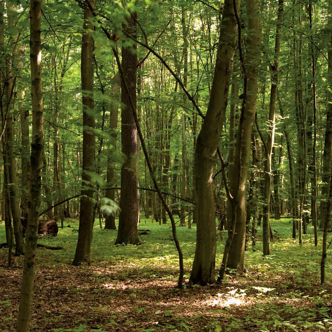 Lechner Glasrückwand Forest Wald Nachhaltigkeit
