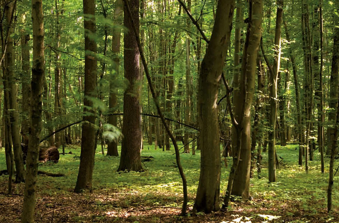 Lechner Glasrückwand Forest Wald Nachhaltigkeit