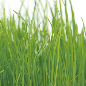 M12 Green grass